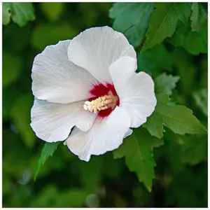 Hibiscus Syriacus Angelique 3-4ft Tall in a 2L Pot