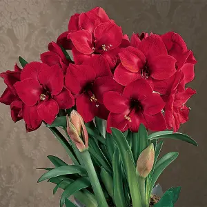 Amaryllis Bulb 'Royal Red' - Hippeastrum Plant