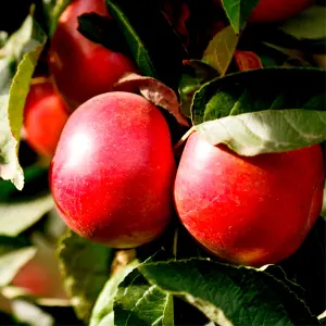 Dwarf Patio Idared Apple Tree Ready To Fruit,Mild Flavour,Late Season & Stores Well 3FATPIGS