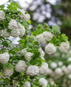 Viburnum opulus Roseum - Snowball tree - supplied in 9cm pot