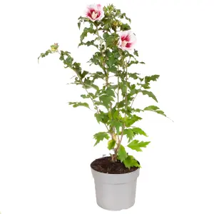 Hibiscus Starburst Chiffon in a 3L Pot Hibiscus Plants for Gardens