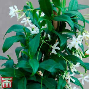 Trachelospermum Jasminoides (Jasmine Tuscani) 9cm Potted Plant x 3