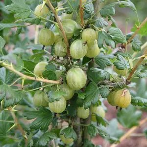 Gooseberry Invicta Fruit Bush Ribes Fruiting Berry Shrub Plant 3L Pot