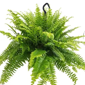 House Plant - Boston Fern - Green Moment - 19 cm (Free Pot Hanger) Pot size - 40-50 cm Tall - Nephrolepis Exaltata - Indoor Plant