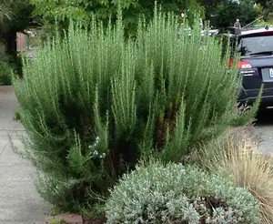 3 x Rosemary Herb Plants in 9cm Pots - Upright 'Miss Jessops'