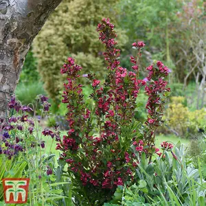 Weigela Towers of Flowers Cherry 9cm Potted Plant x 1