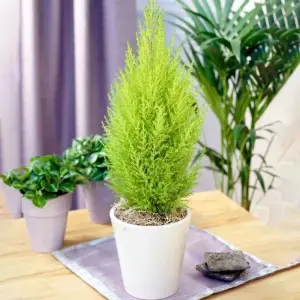 Cupressus Wilma - Compact Evergreen Conifer Plant, Bright Green Foliage (30-40cm Height)