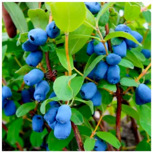 Honeyberry / Lonicera caerulea kamtschatica/ Blue Honeysuckle 1-2ft Tall In a 2L Pot 3FATPIGS