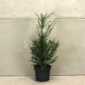 Hedges Direct English Yew 1m Height Evergreen Hedge Plant