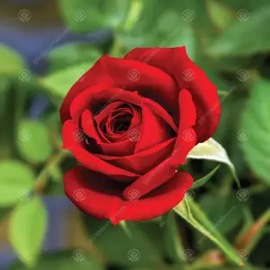 Happy Valentine's Day Red Rose - Outdoor Plant, Ideal for Gardens, Compact Size