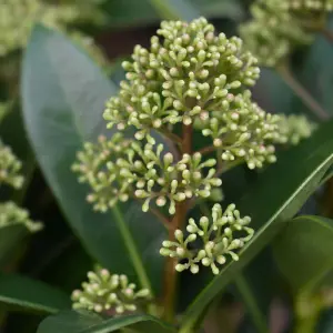 Skimmia japonica Fragrant cloud - A fragrant Evergreen Shrub supplied in a 10.5cm pot