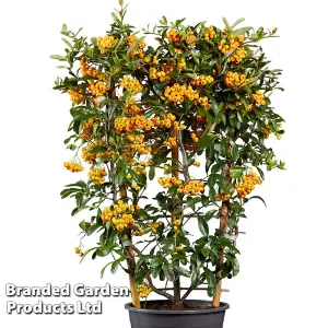 Pyracantha Sunny Star 3 Litre Pot x 1