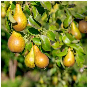 Dwarf Patio Conference Pear Tree, Self-Fertile & Heavy Cropper, Ready to Fruit 3FATPIGS