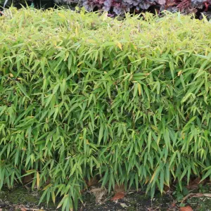 Fargesia Pingwu (40-50cm Height Including Pot) - Clumping Bamboo, Dwarf Size, Partial Shade