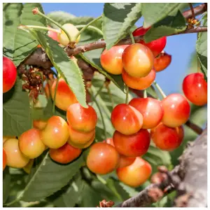 Dwarf Patio Bigarreau Napoleon Cherry Tree, Red-Flushed, Sweet & Juicy Cherries