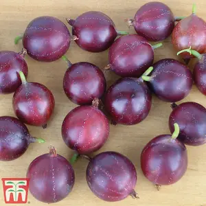 Gooseberry (Ribes uva-crispa) CaptIvator 1 BR x 1