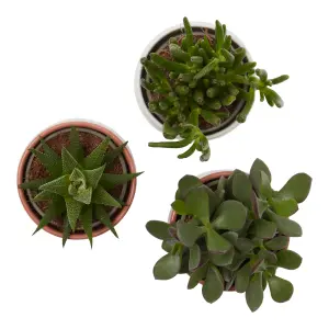 Verve Succulent in Assorted white, dark grey, terracotta or pale grey Ceramic Decorative pot 9cm