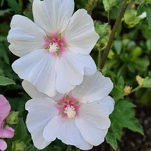 Lavatera Marshmallow Cherry Blush Established Plant in 9cm Pot