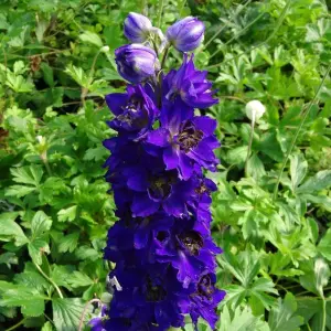 2 x Delphinium Plant Magic Fountains Dark Blue/Dark Bee in 1L Pots - Summer Flowering Eye Catching Larkspur - Herbaceous Perennial