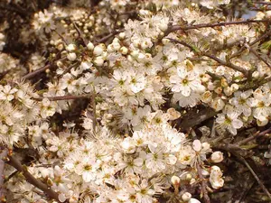 500 Mixed Native Country Hedge Plants For 100 m, 7 Different Wildlife Hedging 3FATPIGS