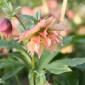 Harvington Double Apricot Lenten Rose Hellebore Perennials Plant 2L Pot