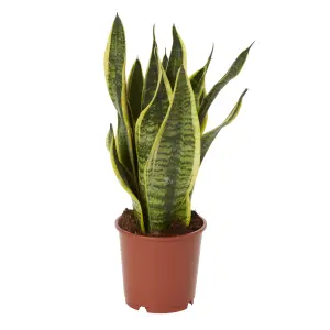 Verve Snake plant in Terracotta Plastic Grow pot 14cm