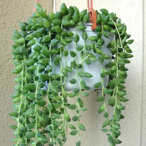 Senecio Herreianus Garden Plant - Unique Pearl-Like Foliage, Perfect for Hanging Baskets, Easy Care (14cm)