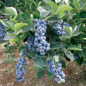 1 x Blueberry Bluecrop Plant - Vaccinium in 9cm Pot - Ready to Plant