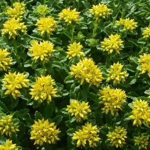 Gardeners Dream Sedum Little Miss Sunshine (9cm)