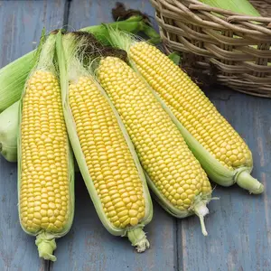 Sweetcorn Tyson 1 Seed Packet (35 Seeds)