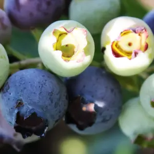 Vaccinium Bluejay Plant - Vibrant Berries, Compact Size, Hardy (10-30cm Height Including Pot)