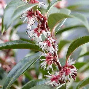 Winter Gem Sweet Box Outdoor Shrub Plant Sarcococca Hookeriana 2L Pot