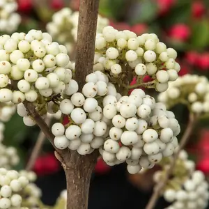 YouGarden Callicarpa 'Magical Snowstar' Beautyberry, Established Plant in 3L Pot, Ready to Plant