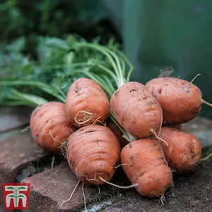 Carrot Paris Market Atlas 1 Seed Packet (100 Seeds)