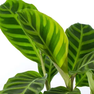 Calathea Zebrina - Exotic Foliage, Indoor Houseplant (12cm, 30-40cm)