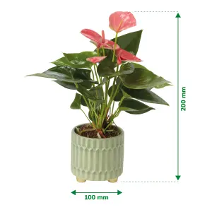 Verve Anthurium mix in Assorted cream or green Ceramic Decorative pot 9cm