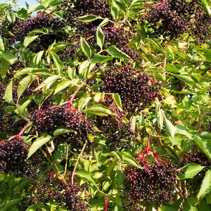 Hedge Elderberry (Sambucus nigra) 1 Bare Root Plant