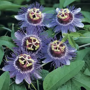 Passiflora Purple Rain Garden Plant - Exotic Blooms, Compact Size (20-30cm Height Including Pot)