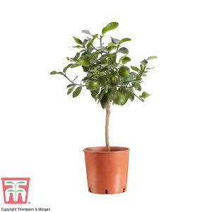 Citrus Fruit Lime Potted Plant x 1 (9cm pot)