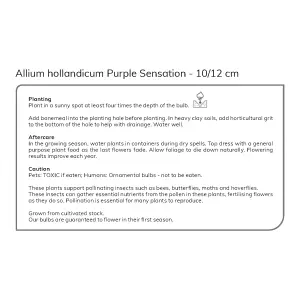 Allium Purple Sensation 40 Flower bulbs