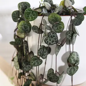 Houseplant - String of Hearts Ceropegia linearis woodii - 10cm Potted Plant x 1 + Incredifeed Drip Feeder