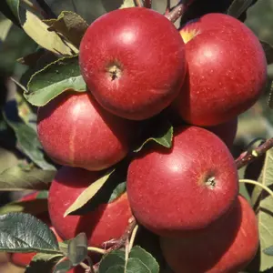 Apple Scrumptious Edible Dessert Apple Outdoor Fruit Tree 12L Pot 1.5m