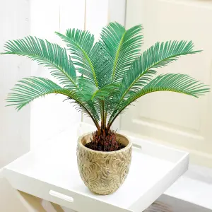 Cycas Revoluta - Hardy Sago Palm (30-40cm Height Including Pot)