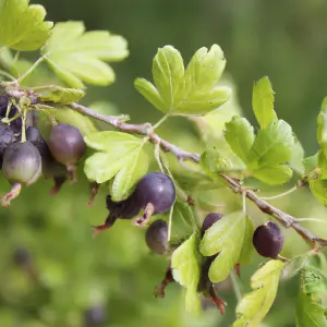 Lincolnshire Fruits Jostaberry Potted Tree Blackcurrants