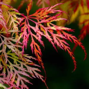 Acer Palmatum Dissectum 3 Litre Potted Plant x 1