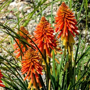 Kniphofia Poco Orange - Bright Orange Flowers, Upright Growth, Stunning in UK Gardens, Small Size (10-20cm Height Including Pot)