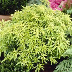 Choisya Goldfinger - Golden Coloured Foliage, Evergreen Shrub, Hardy (20-30cm Height Including Pot)