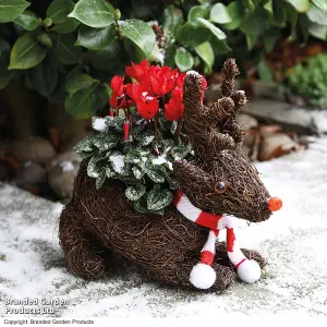 Gift Sitting Reindeer with Cyclamen Pot Plant x 1