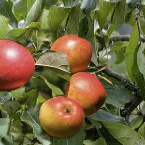 Lincolnshire Fruits Christmas Pippin Bareroot Apple 12 Litre Tree