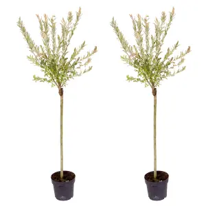 Pair Flamingo Willow Salix Nishiki standards in 3L Pots